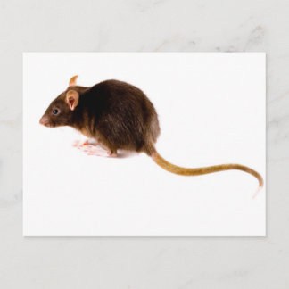 Brown Rat Postcard