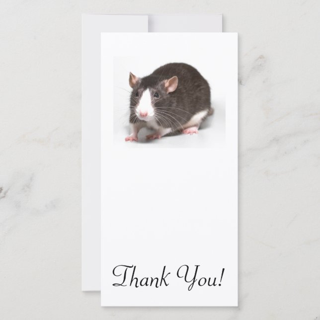 Brown Rat With White Blaze On Nose Thank You Card (Front)
