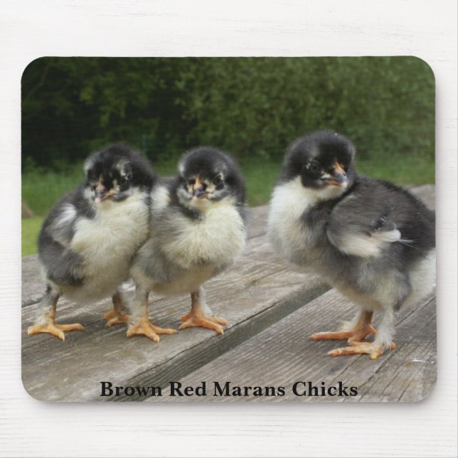 Brown Red Marans Chicks Mouse Pad (Front)