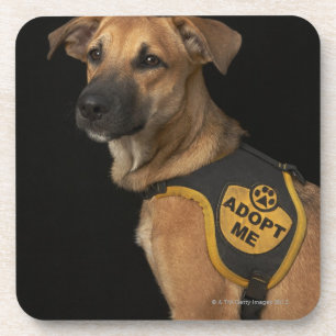 Brown rescue dog with adopt me vest drink coaster