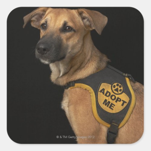 Brown rescue dog with adopt me vest square sticker
