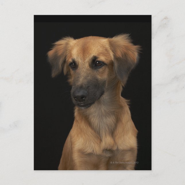 Brown resuce dog with black nose on black postcard (Front)