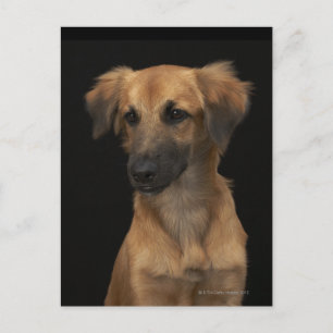 Brown resuce dog with black nose on black postcard