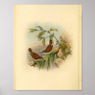 Brown Rufous Backed Greygone Bird Vintage Print