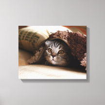 Brown Scottish cat fold in brown blanket