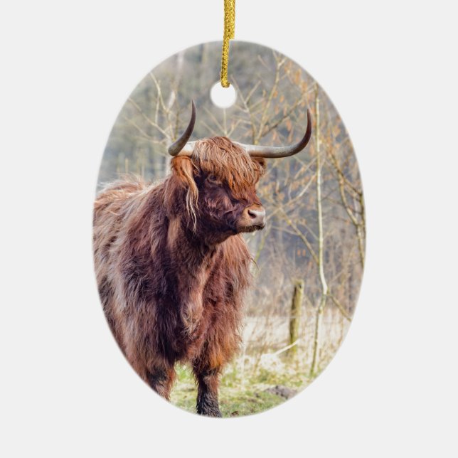 Brown scottish highlander cow standing in spring ceramic ornament (Front)