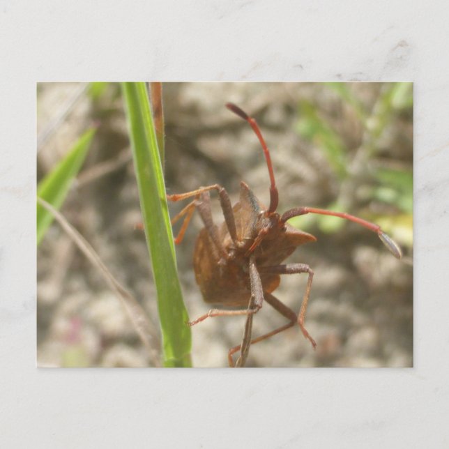 Brown Shield Bug Close Up DIY Postcard (Front)