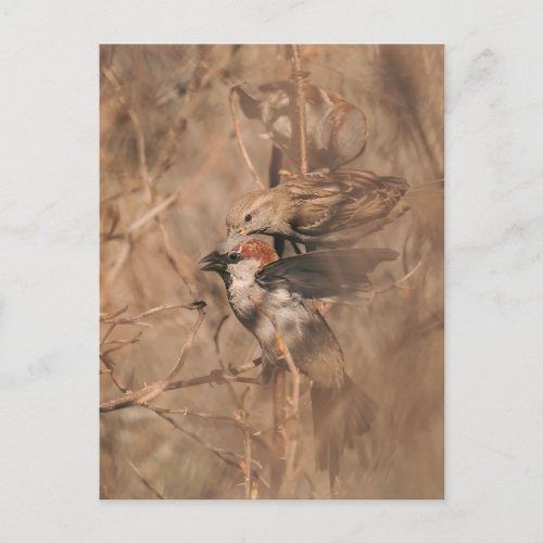 Brown Sparrow Birds In A Bush Wildlife Photography Postcard