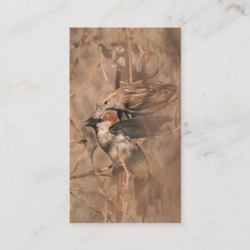 Brown Sparrow Birds Photograph Birdwatching Guide Business Card