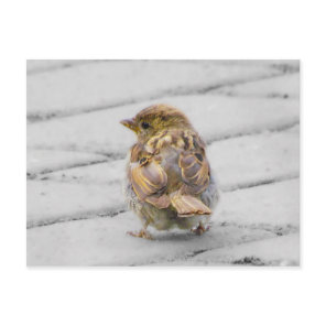 Brown Sparrow Postcard