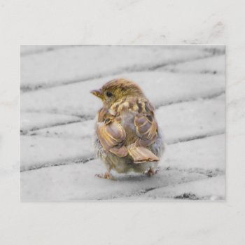 Brown Sparrow Postcard by Wilderzoo at Zazzle