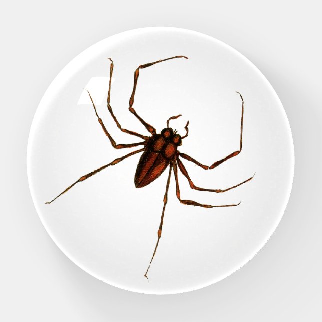 Brown Spider Paperweight (Front)