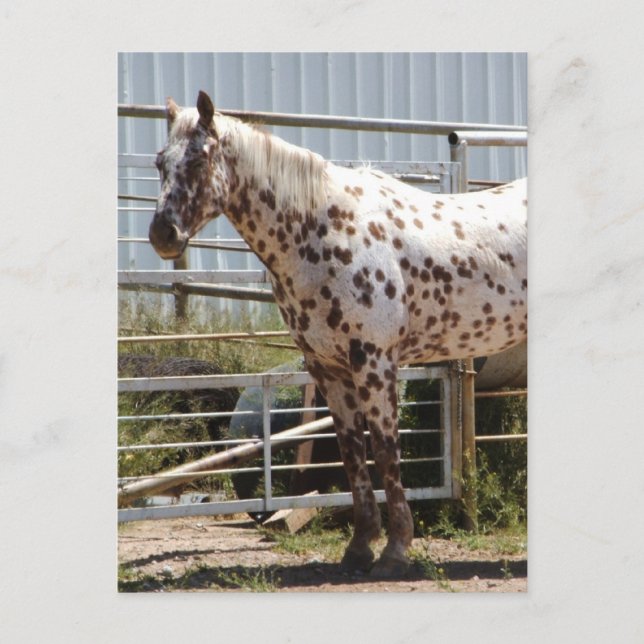 Brown spotted Appaloosa horse Postcard (Front)