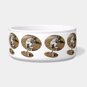 Brown Spotted Dalmatian, Bowl