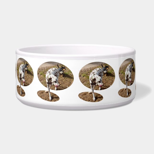 Brown Spotted Dalmatian, Bowl (Front)