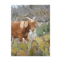 Brown spotted goat