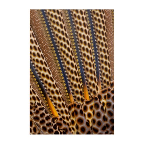 Brown spotted pheasant feather acrylic print