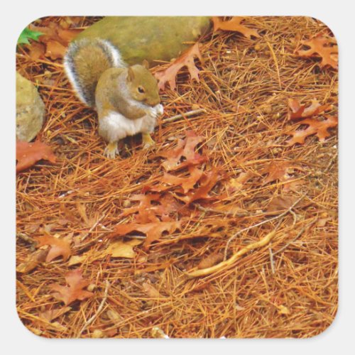 Brown Squirrel Eating Nut Square Sticker
