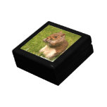 Brown Squirrel  Gift Box
