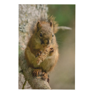Brown Squirrel in Canadian Woods Wood Wall Art