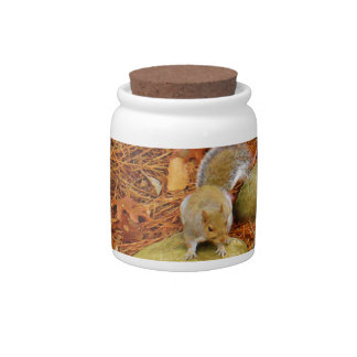 Brown Squirrel on Rock Candy Jar