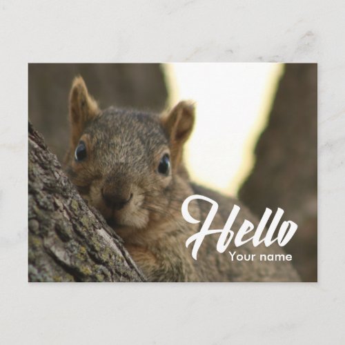 Brown squirrel photo funny cute hello postcard