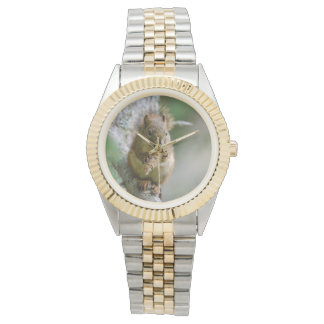 Brown Squirrel, Warm Rustic Nature Watch