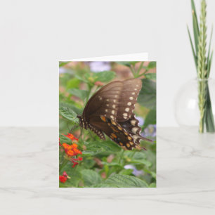 Brown Swallowtail Photo Folded Note Card