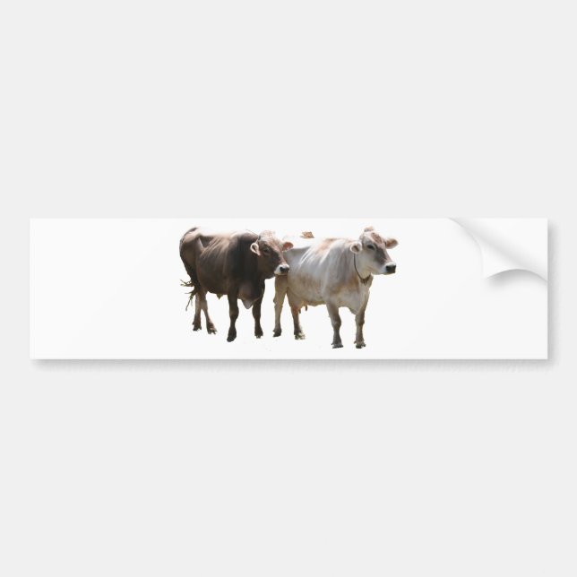 Brown Swiss Cows Bumper Sticker (Front)