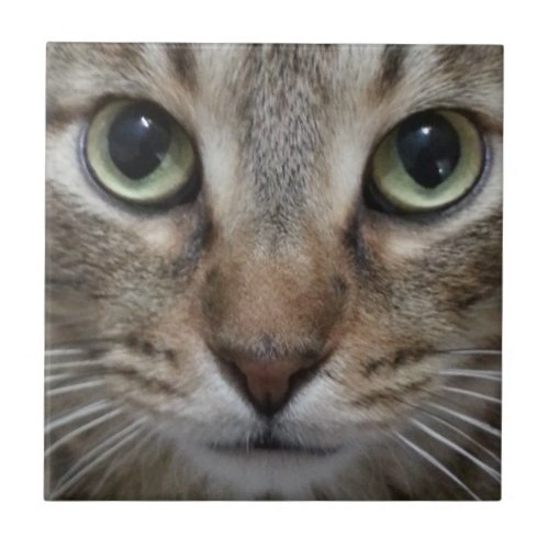 Brown Tabby Cat Ceramic Tile