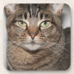 Brown Tabby Cat Coasters at Zazzle