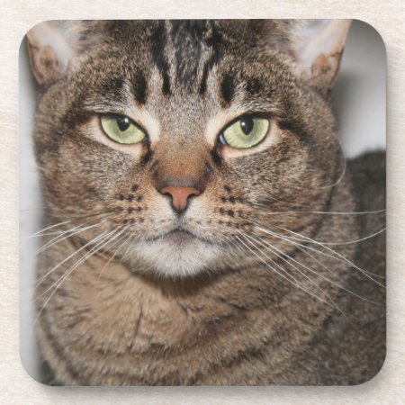 Brown Tabby Cat Coasters