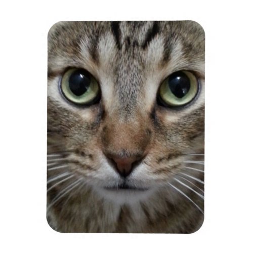 Brown Tabby Cat Magnet