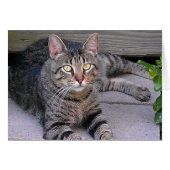 Brown Tabby Cat Outdoors (Front Horizontal)