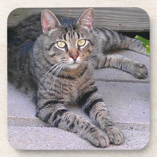 Brown Tabby Cat Outdoors Beverage Coaster