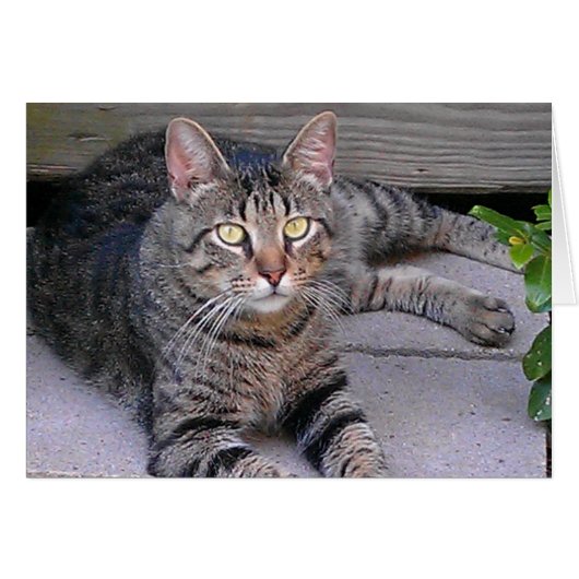 Brown Tabby Cat Outdoors Cards (Front Horizontal)