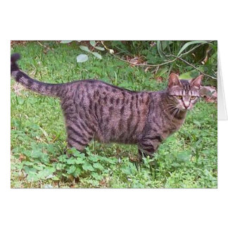 Brown Tabby Cat Outdoors Cards