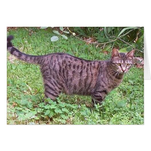 Brown Tabby Cat Outdoors Cards (Front Horizontal)