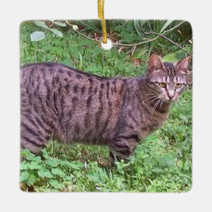 Brown Tabby Cat Outdoors Ceramic Ornament