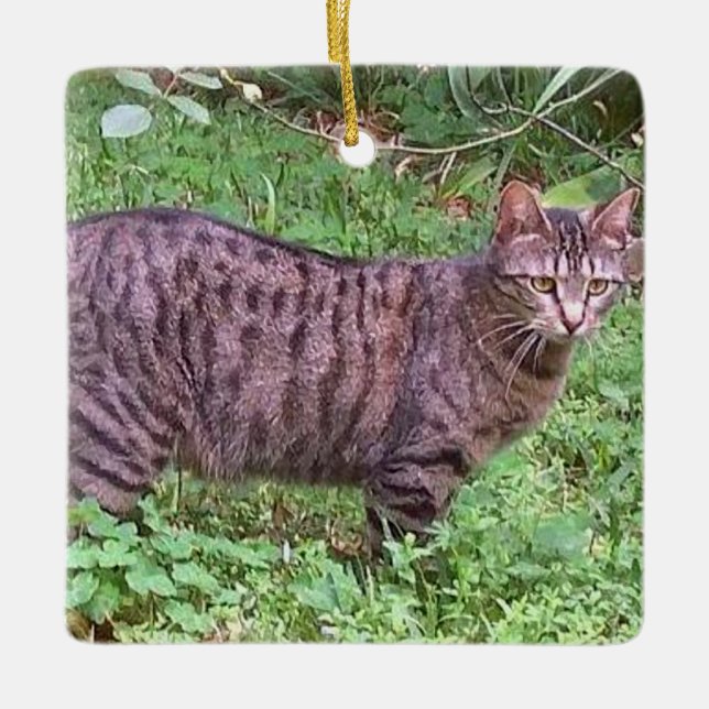 Brown Tabby Cat Outdoors Ceramic Ornament (Front)