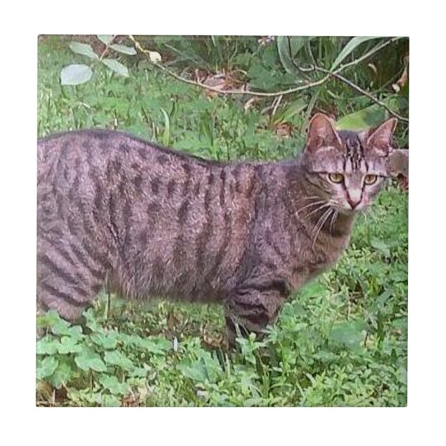 Brown Tabby Cat Outdoors Ceramic Tile (Front)