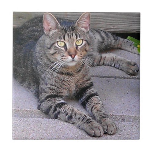 Brown Tabby Cat Outdoors Ceramic Tile