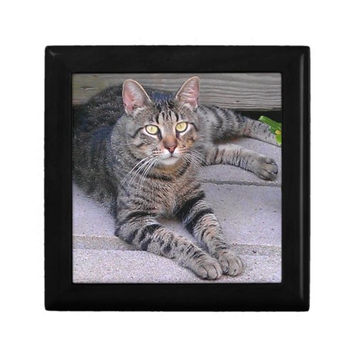 Brown Tabby Cat Outdoors Gift Box