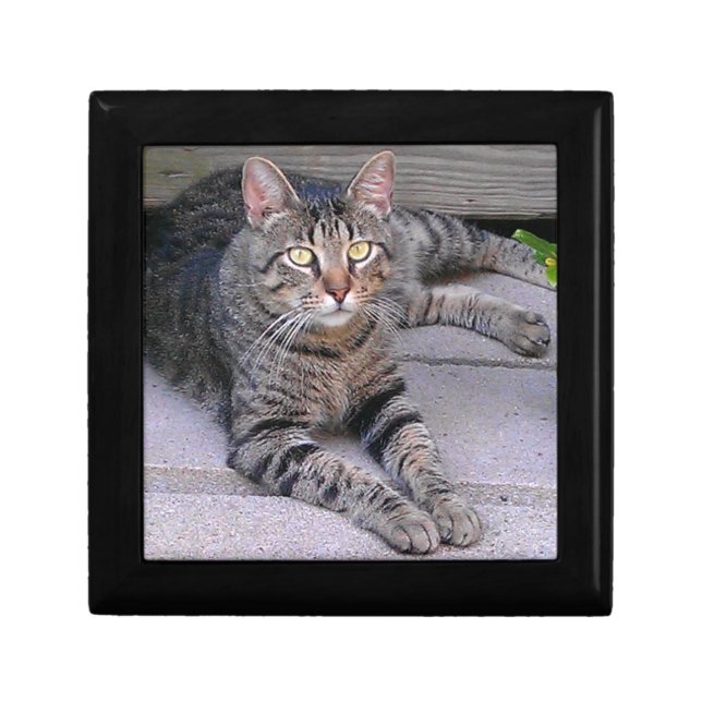 Brown Tabby Cat Outdoors Gift Box (Front)