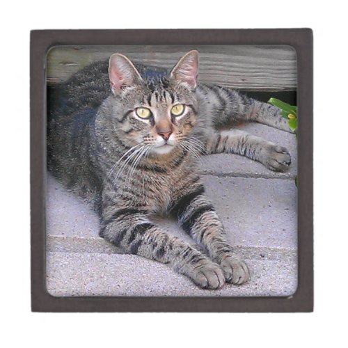 Brown Tabby Cat Outdoors Gift Box