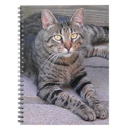 Brown Tabby Cat Outdoors Notebook