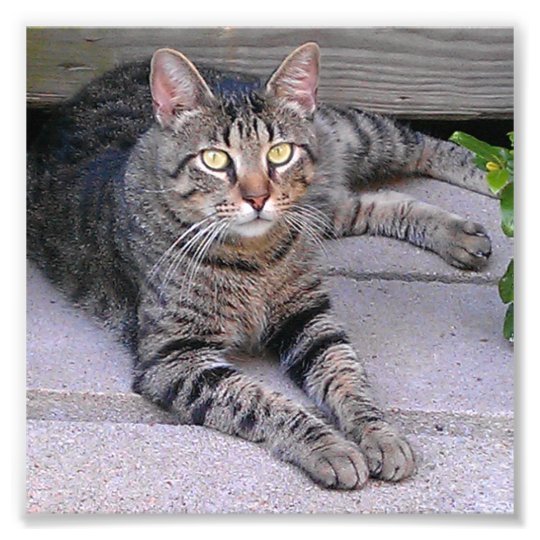 tabby cat lifespan outdoor