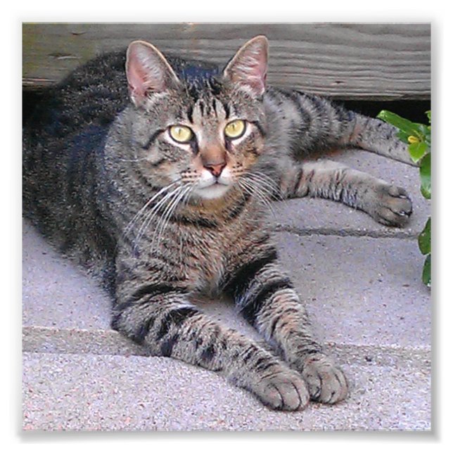 Brown Tabby Cat Outdoors Photo Print (Front)