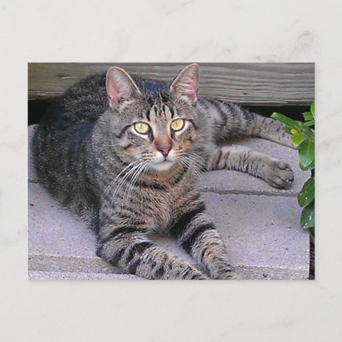 Brown Tabby Cat Outdoors Postcard