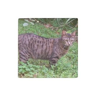 Brown Tabby Cat Outdoors Stone Magnet